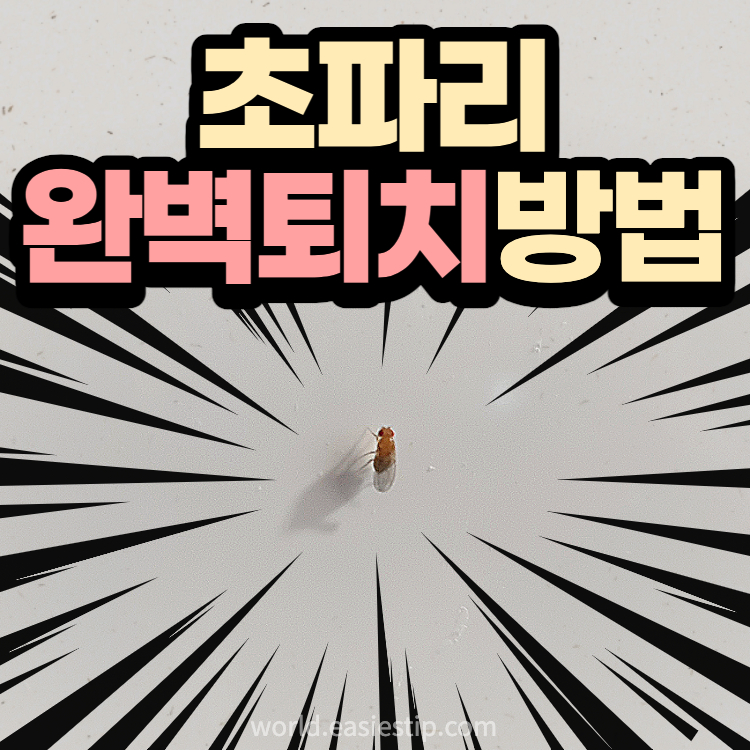 초파리 퇴치방법