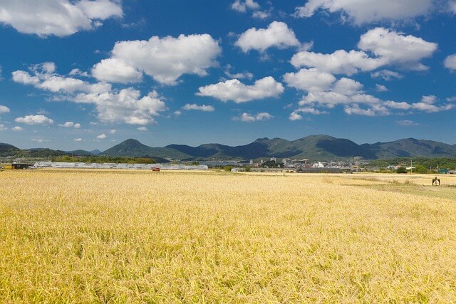 산림치유지도사