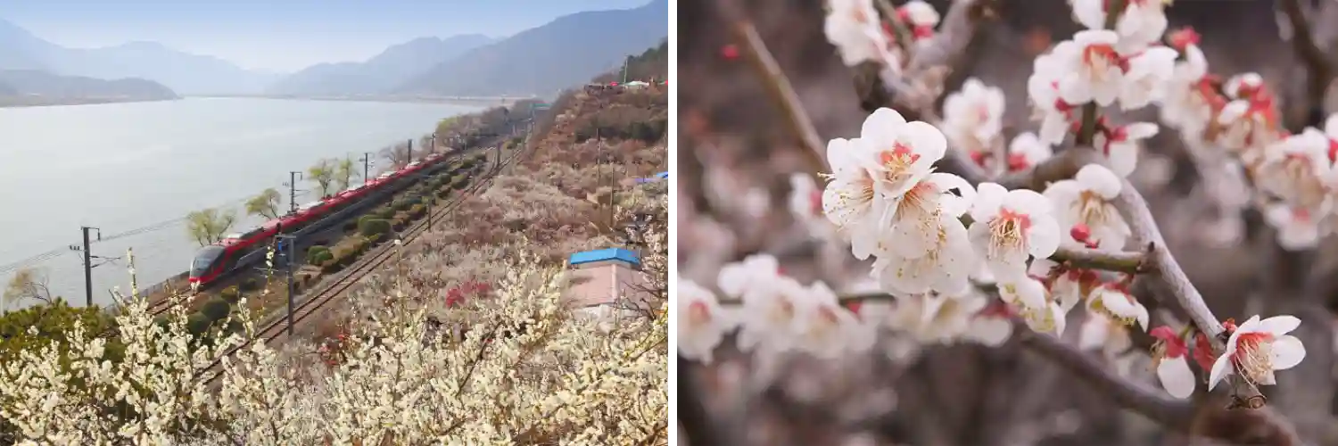양산 원동 매화축제 사진