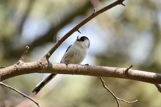 멀칭 필수 가이드 비닐 왕겨 볏짚 잡초 수분관리 효과_7
