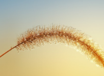 토마토 방울토마토 차이 영양가 더 높은건?