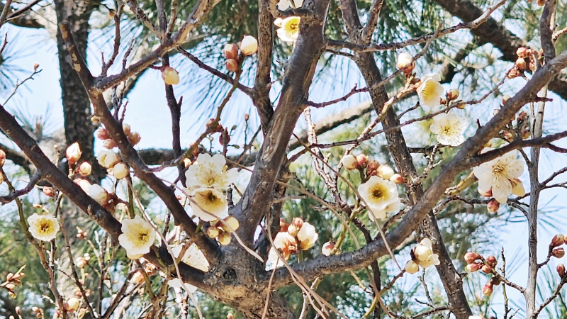 첫매화 부산 복천고분
