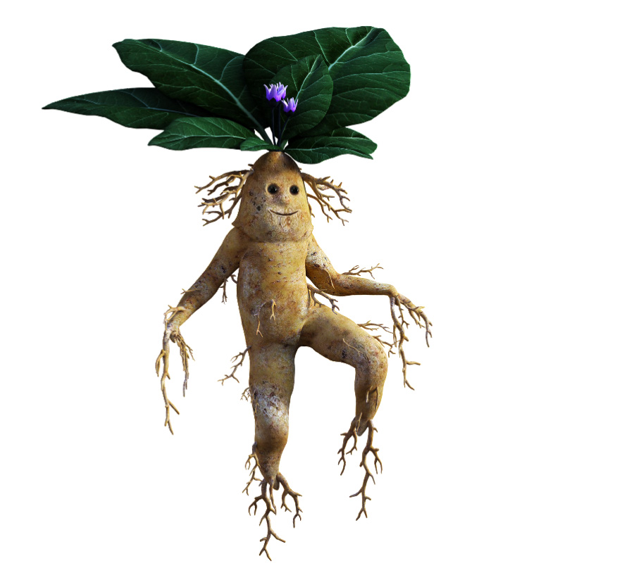 야생에서 채취를 한 맨드레이크의 꽃과 잎, 그리고 뿌리를 사람을 형상화하여 만든 이미지 사진