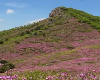 황매산 철쭉축제_11