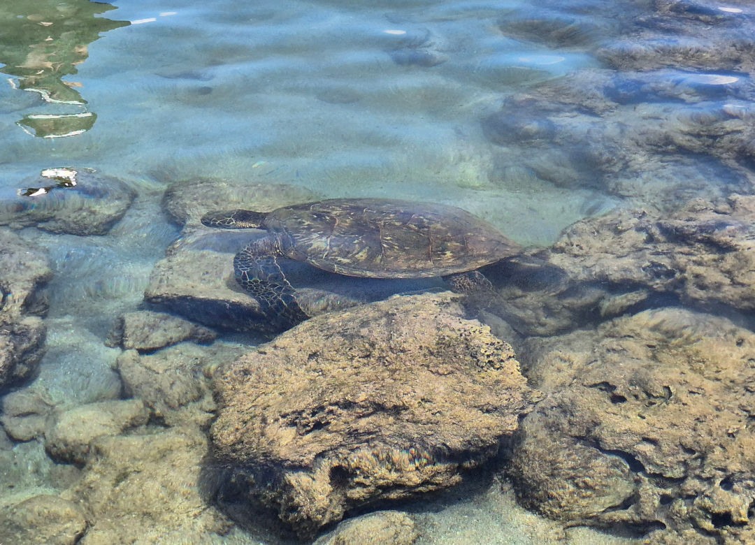 샥스코브 거북이