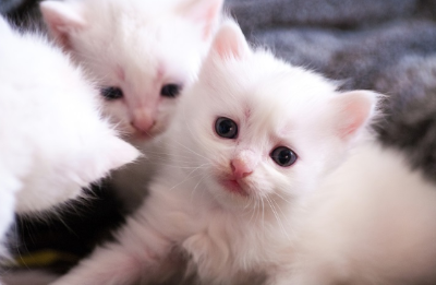 흐리멍덩한 눈동자로 바라보는 아기고양이