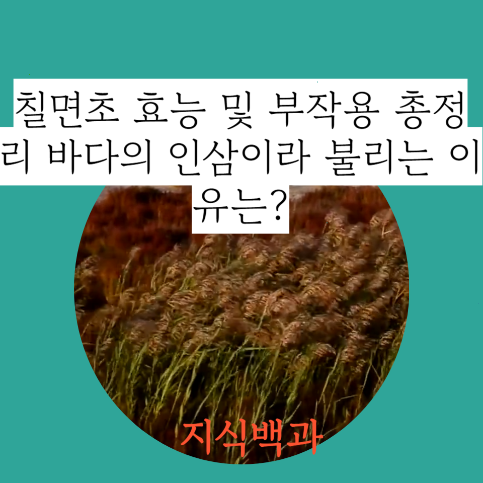 칠면초