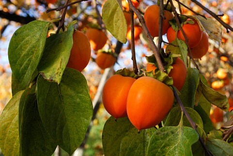 홍시의효능부작용