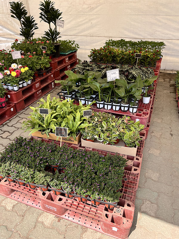 창동 하나로마트에서 판매 중인 다양한 난류&amp;#44; 허브류