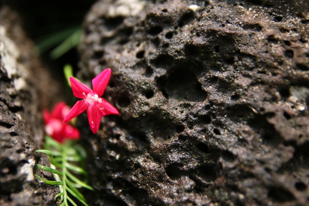 새깃 유홍초 꽃