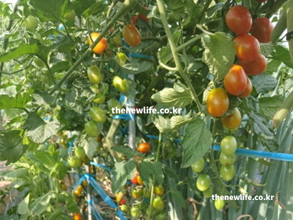 방울토마토 효능 당뇨 개선을 돕는 크롬 성분을 함유한 신선한 실물