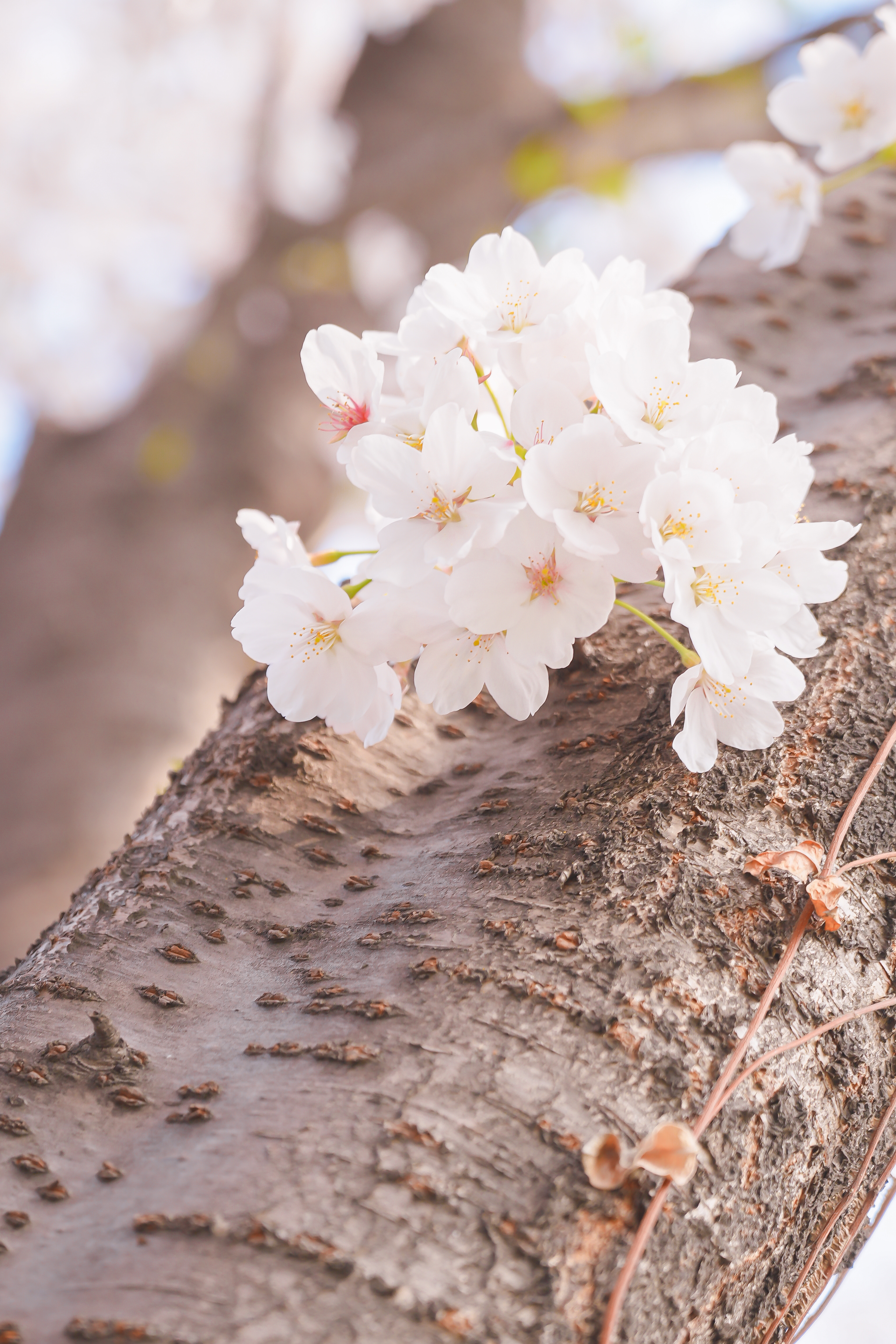 서울 벚꽃 숨은 명소