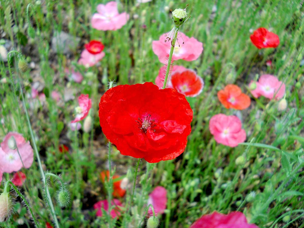 걷고 사랑: 상암동 노을공원