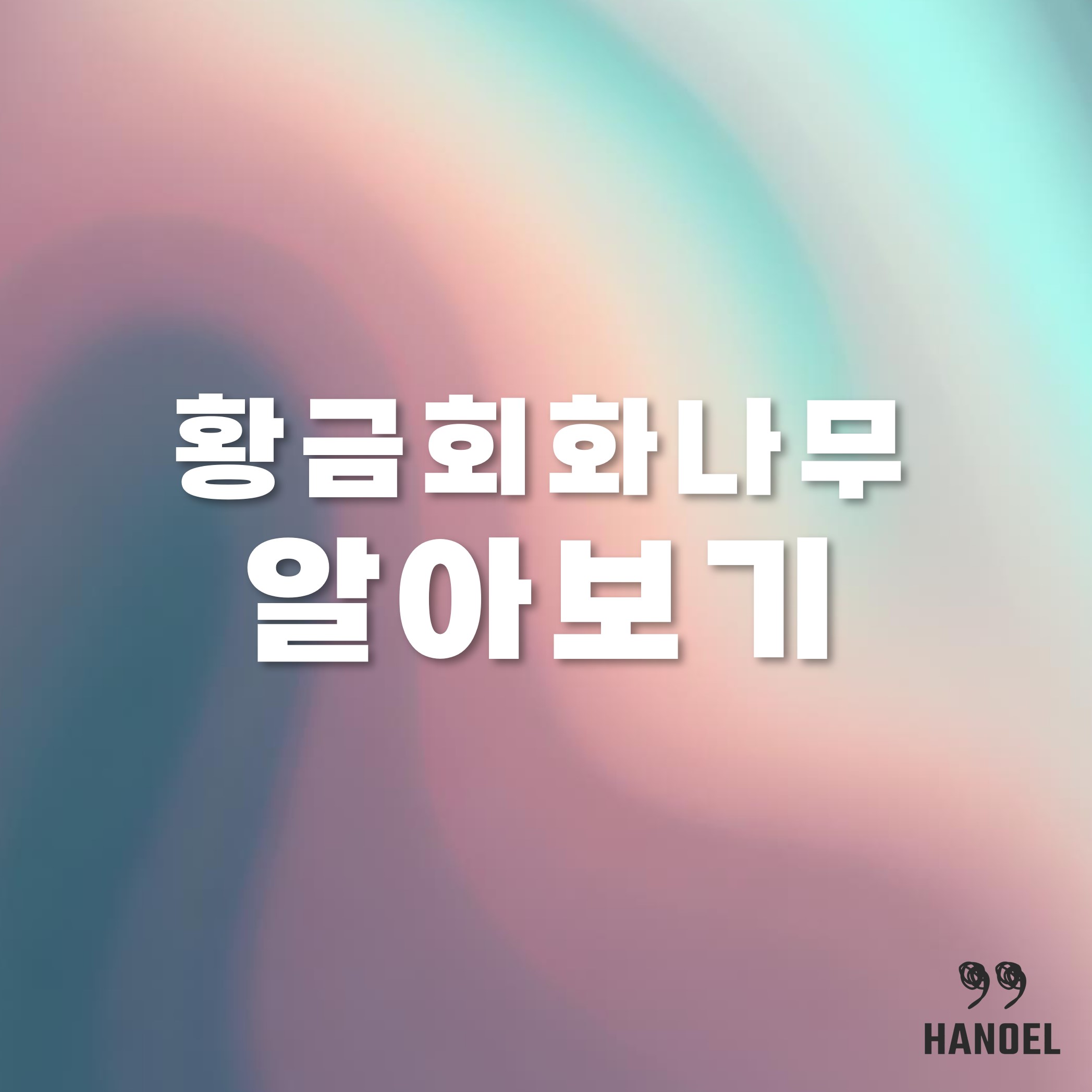 황금회화나무 알아보기 키우기 효능 꽃말 등