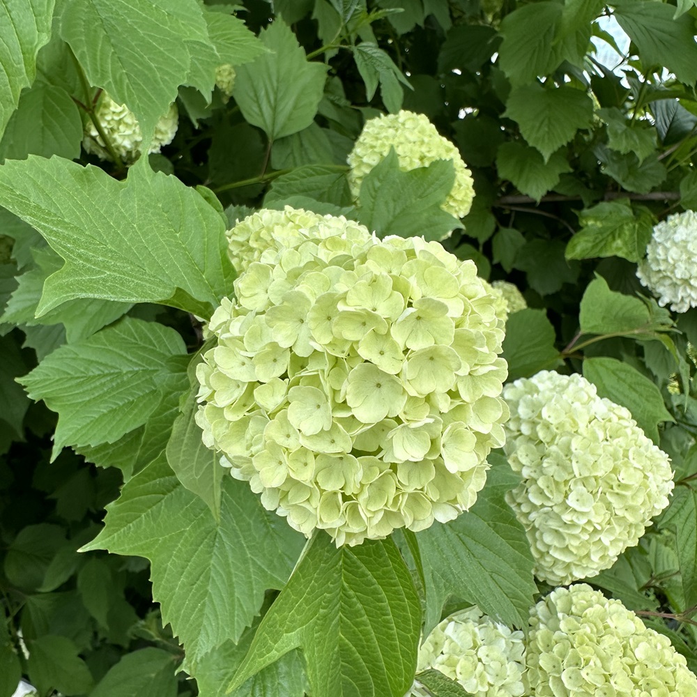 불두화 키우기 수국 꽃 목수국 