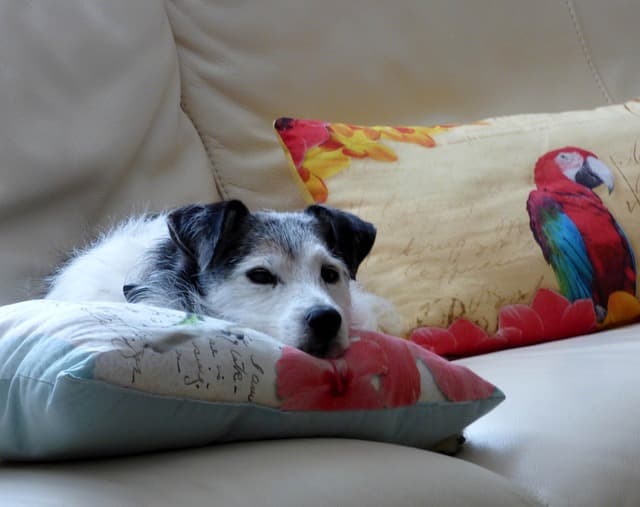canine atopic dermatitis