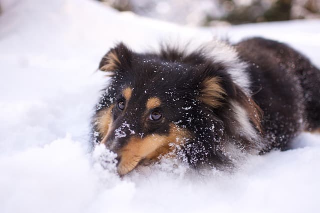 canine atopic dermatitis
