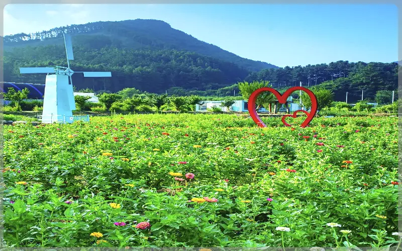 원주 용수골 가을꽃축제_9
