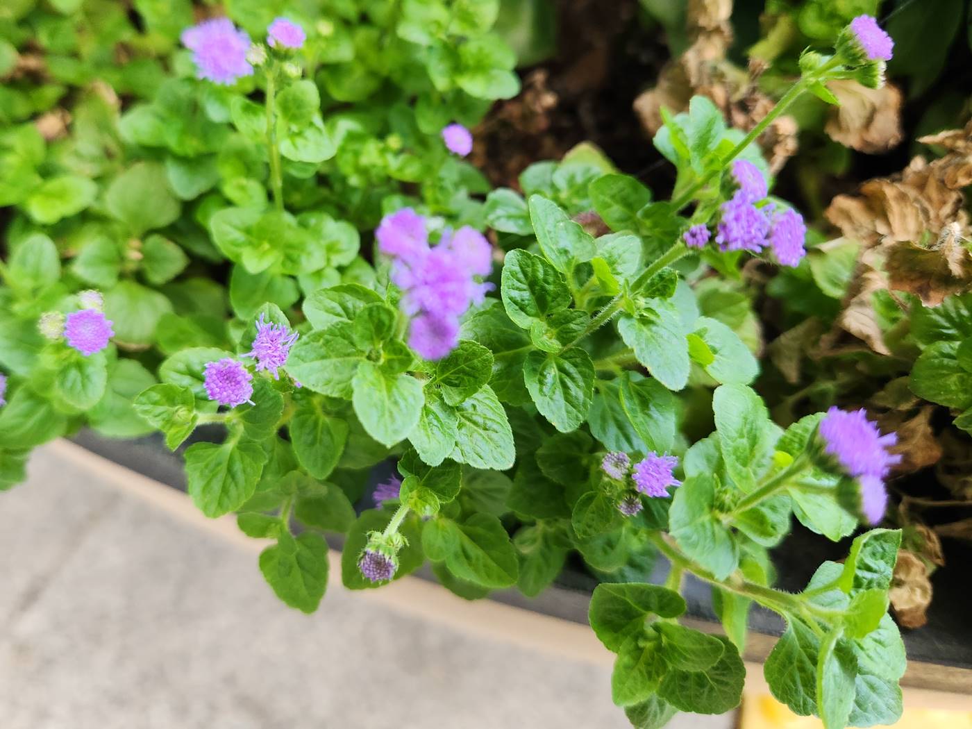 아게라텀(불로화) Ageratum