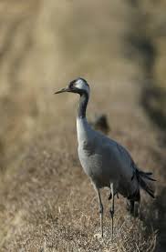 검은목두루미 보호가 중요한 이유