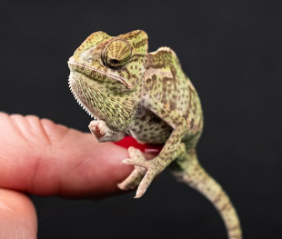 파충류 vs 양서류, 어떤 반려동물이 좋을까?