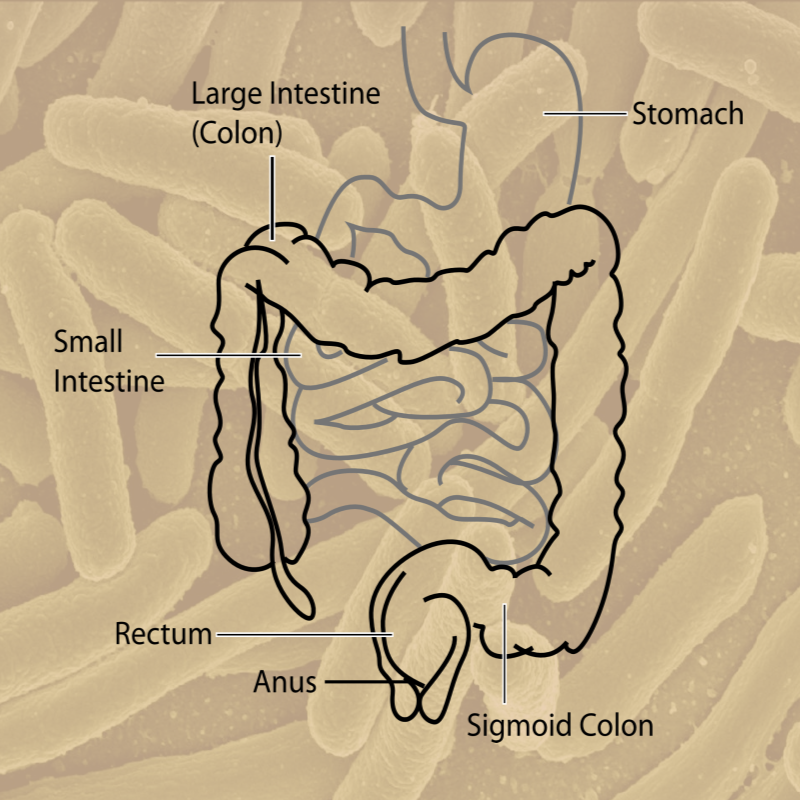 식은밥 효과 제대로 먹는법 저항성 전분 장 건강