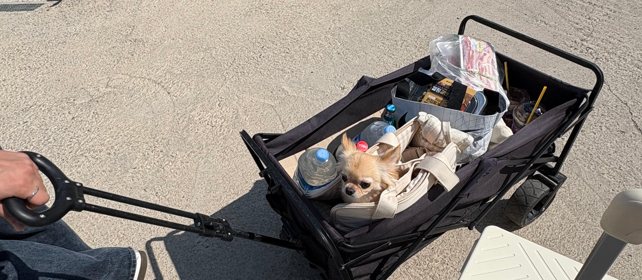 강화도 메리 글램핑 데이트 코스: 반려견과 함께하는 낭만적인 감성 여행 가이드