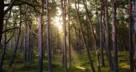 이재명 당선 테마주