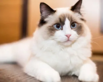 랙돌 고양이 유전병_2