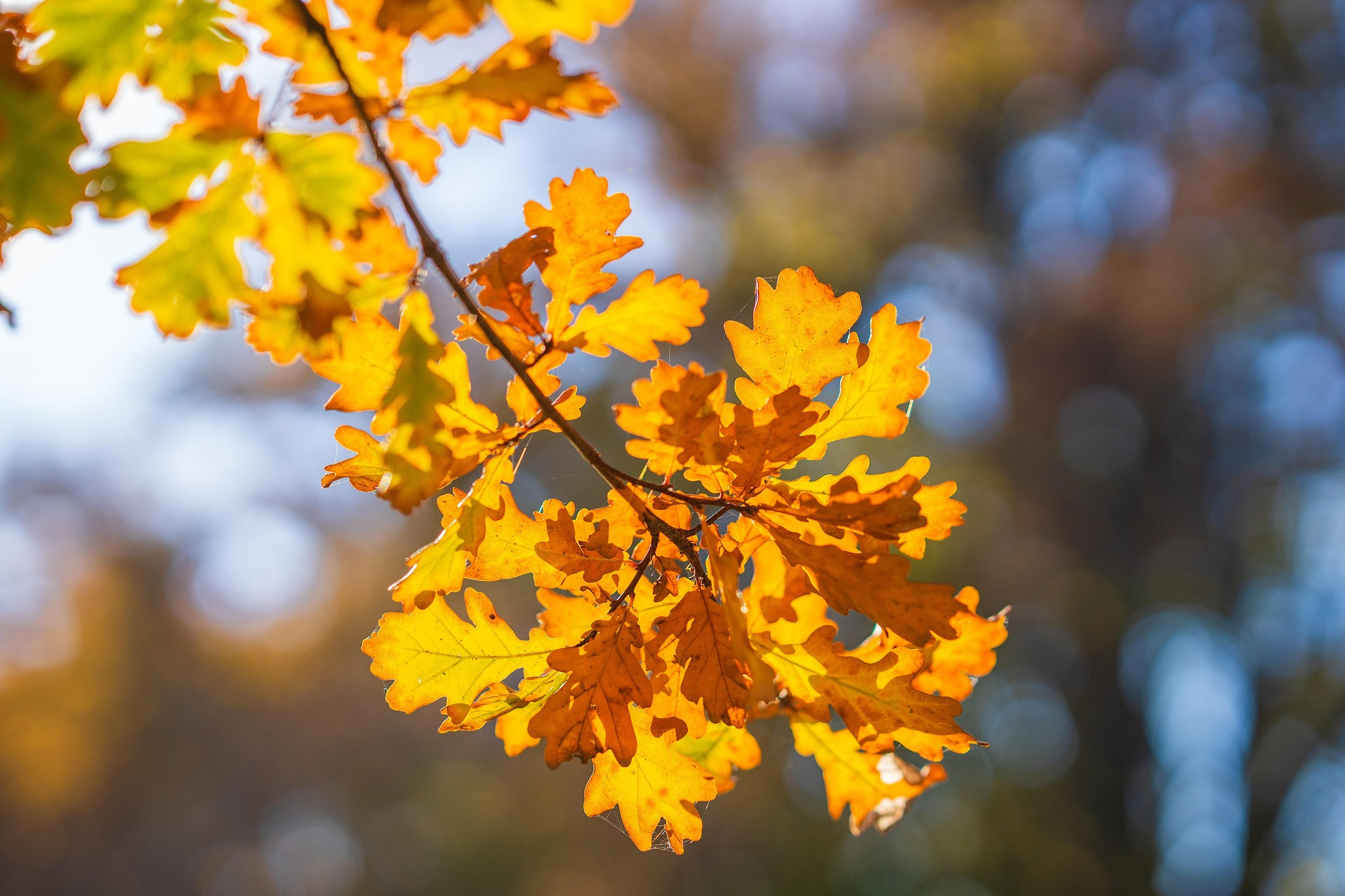 용인시 가을 단풍 명소 BEST 5 관련 사진