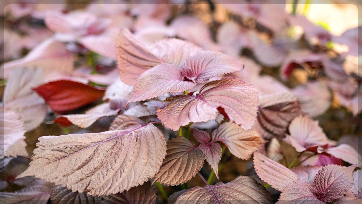 자소엽 보라색 들깻잎