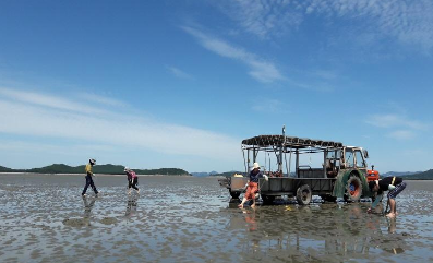볼음도 갯벌