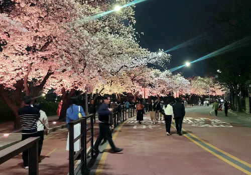 서울 벚꽃 야경 명소 TOP 5, 밤 산책 코스 추천