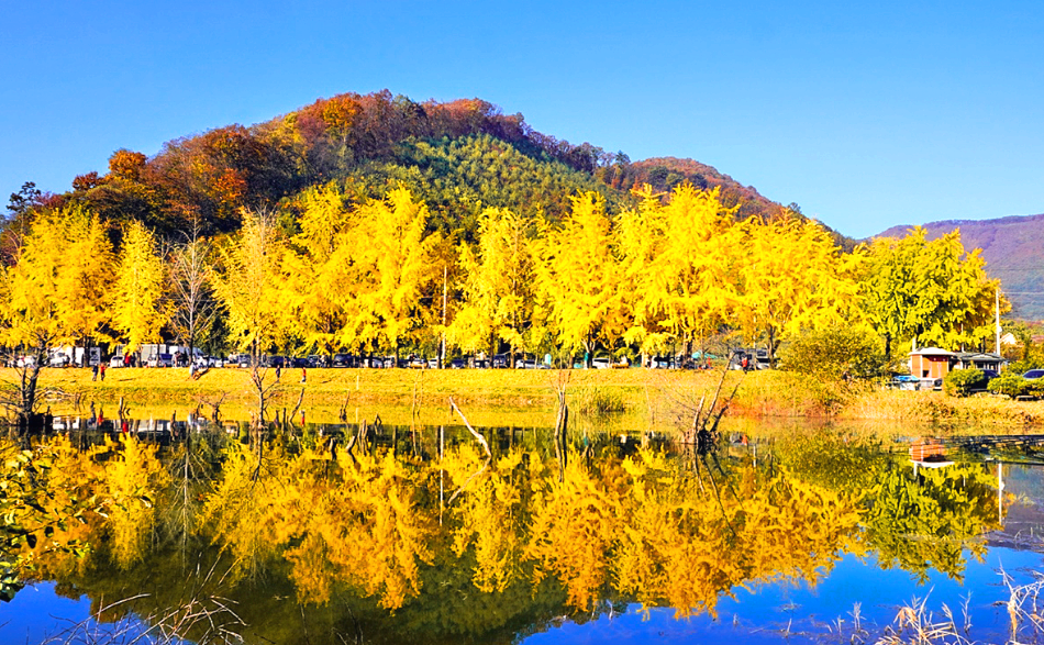 문광저수지 은행나무