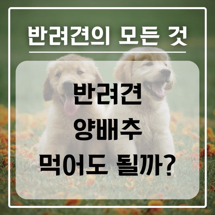 반려견 양배추 급여 가능 여부, 적정량, 주의사항
