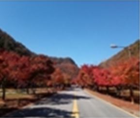 내장산 단풍 절정시기