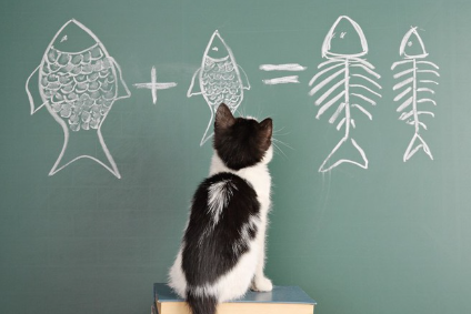 칠판에 그려진 물고기 그림을 바라보는 새끼 고양이.