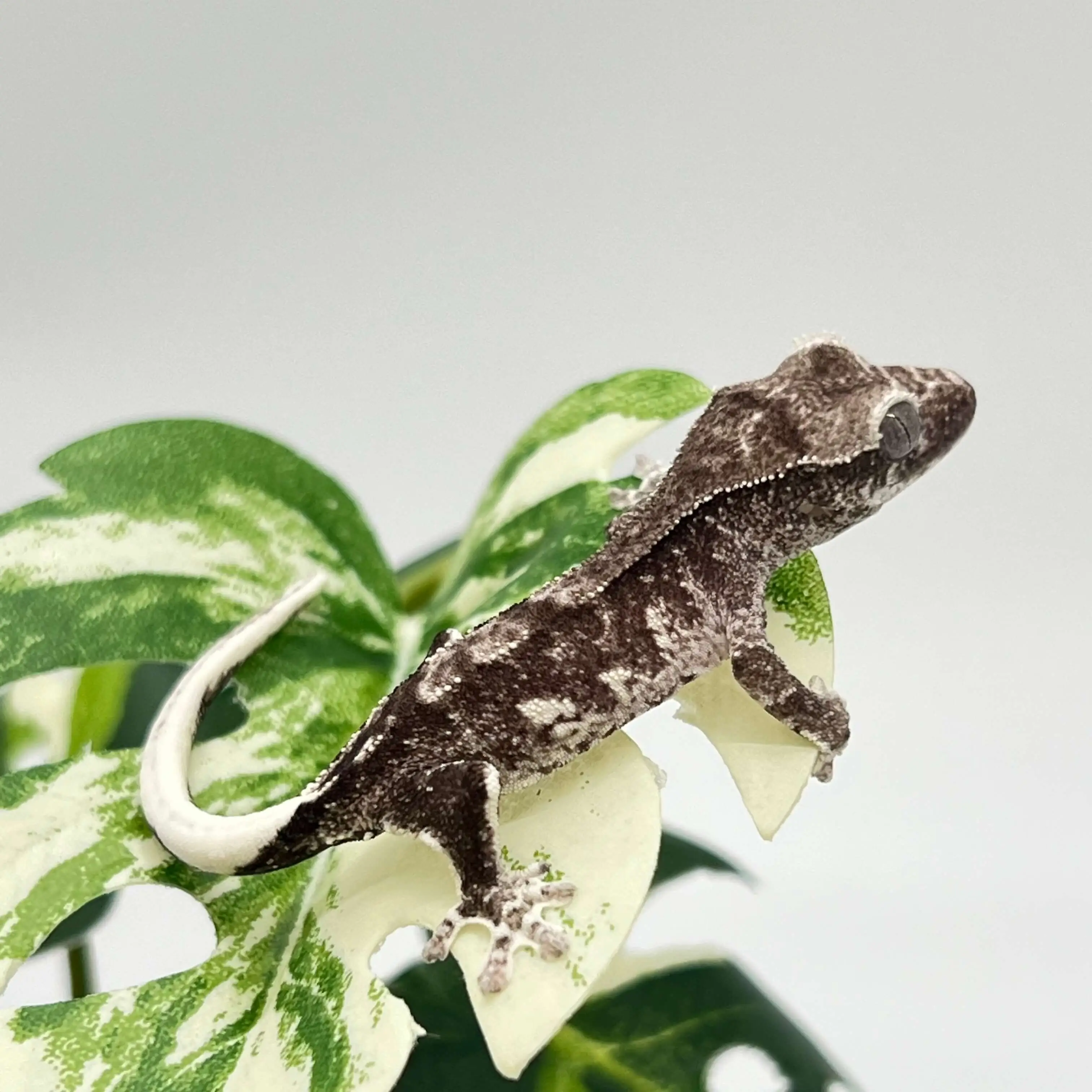 도마뱀 키우기 크래스티드 개코 