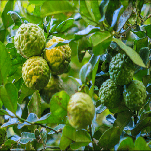 베르가못 사용법과 주의점