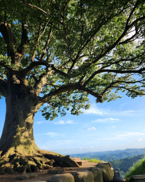 부여 성흥산성 느티나무