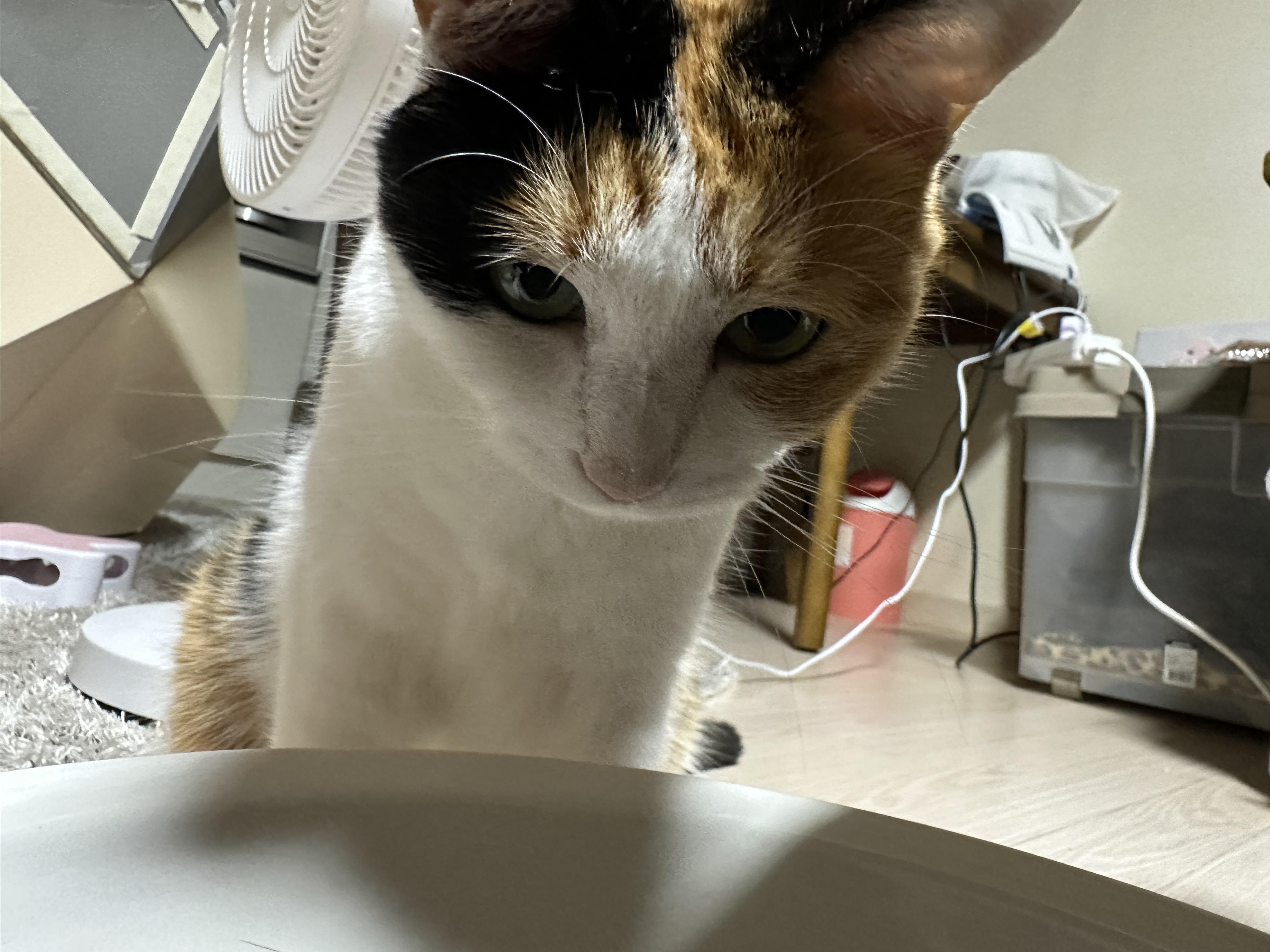 집중하고_있는_요미의_눈동자