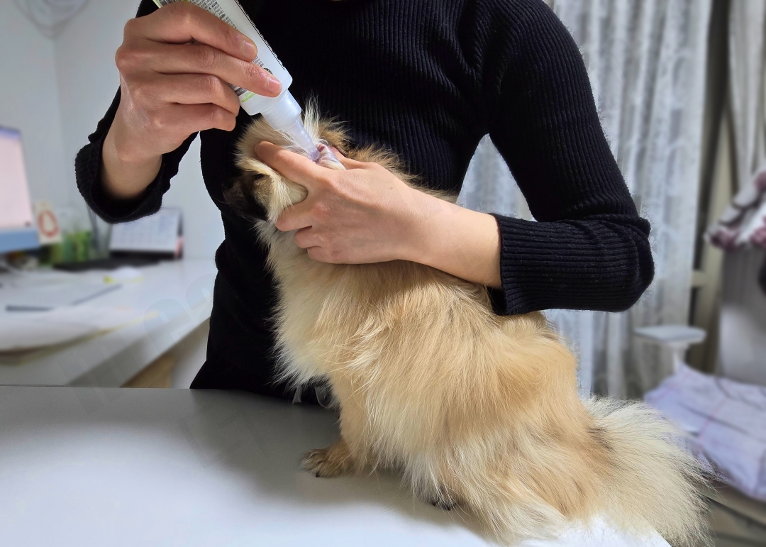 강아지 귀청소 하는 모습