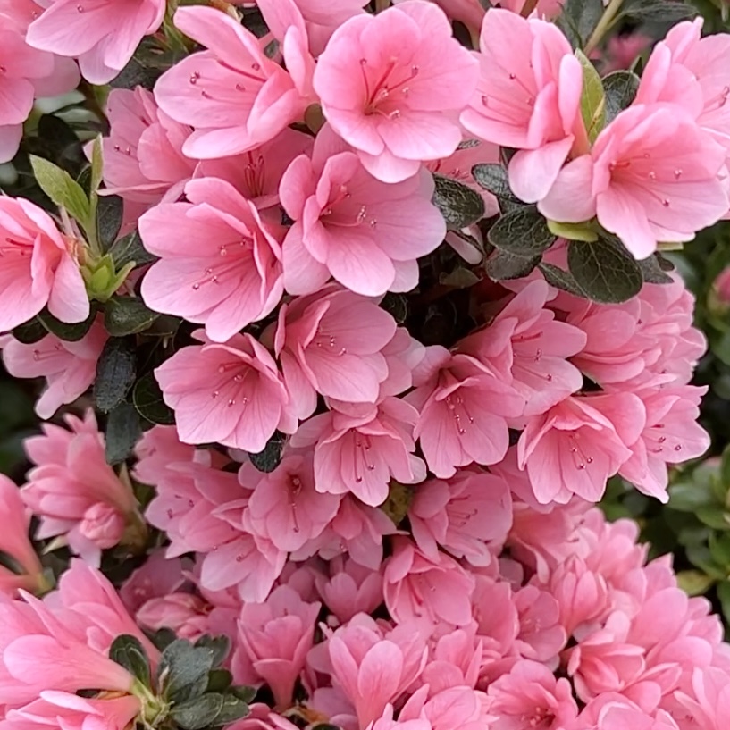 노지월동 가능한 꽃나무 추천 방울 철쭉