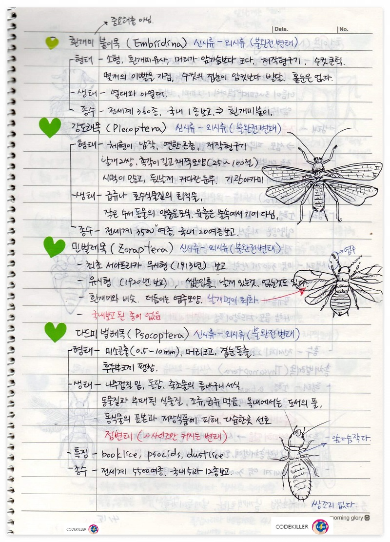 곤충의 계통분류 - 흰개미붙이목,강도래목,민벌레목,다드미벌레목