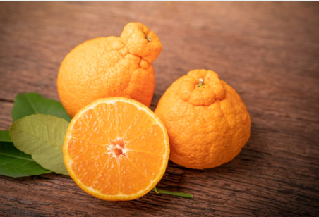 한라봉 천혜향 레드향 효능과 특징 차이점