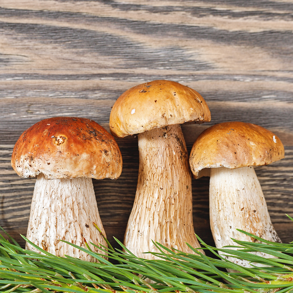 자연산송이