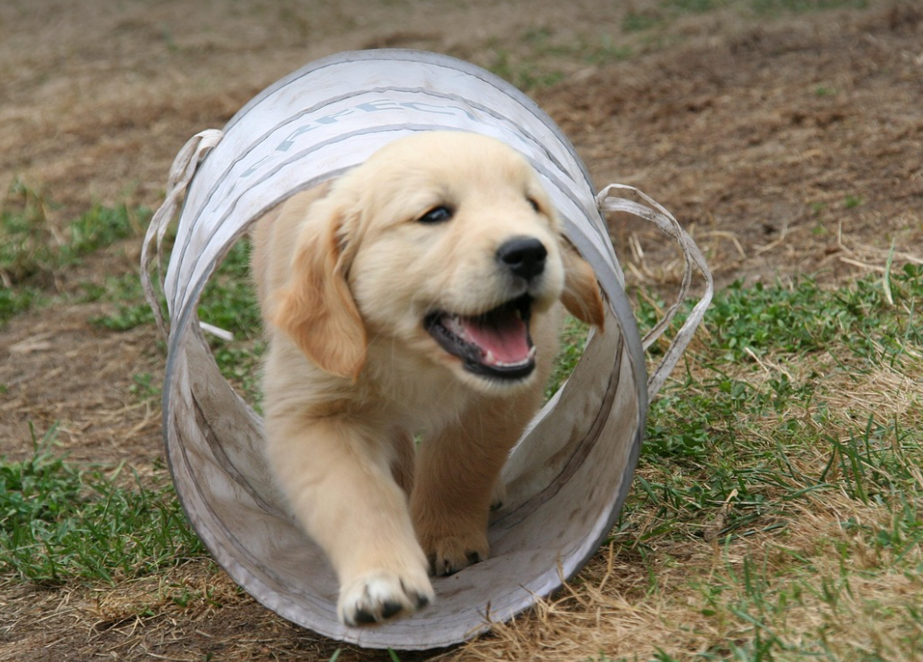 강아지를 위한 필수 예방접종과 접종 시기