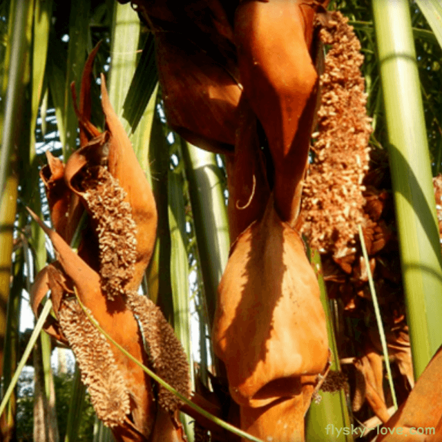 고지혈증에 효과적인 해죽순