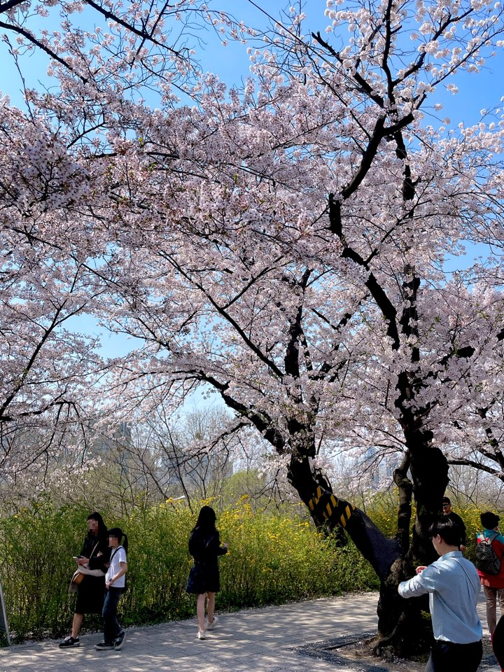 벚꽃