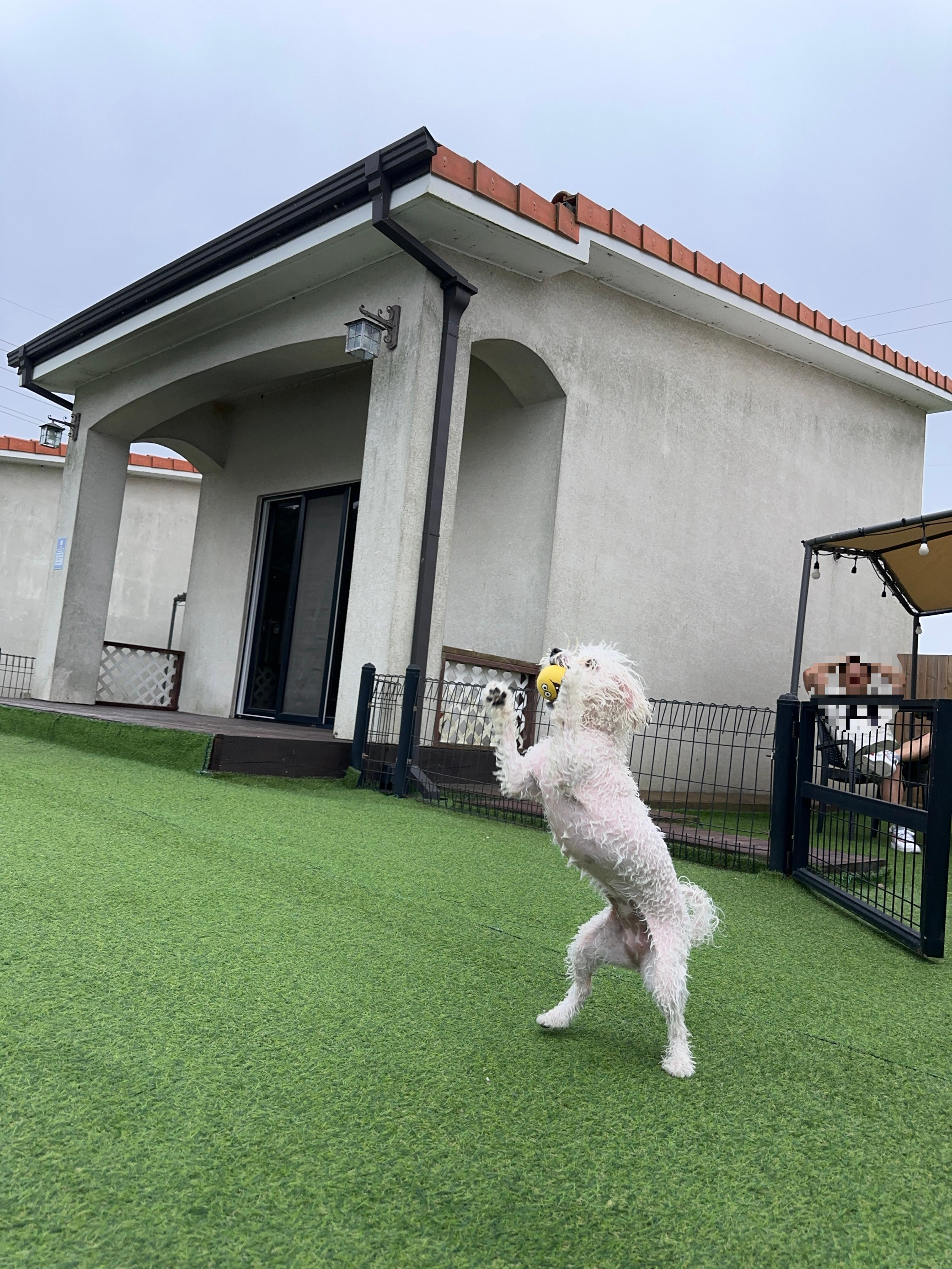 물놀이후 신나게 뛰어노는 모찌 날아오는 공 잡아채는건 거의 선수급